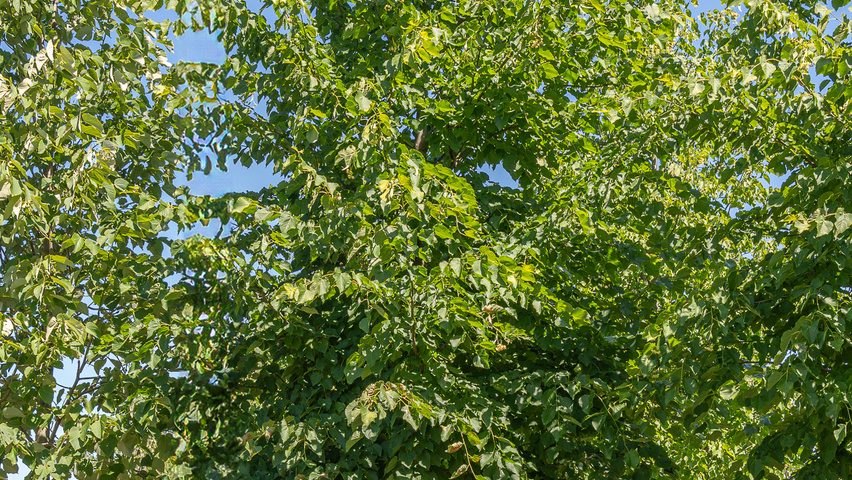 Tilia x flavescens 'Glenleven' standard tree