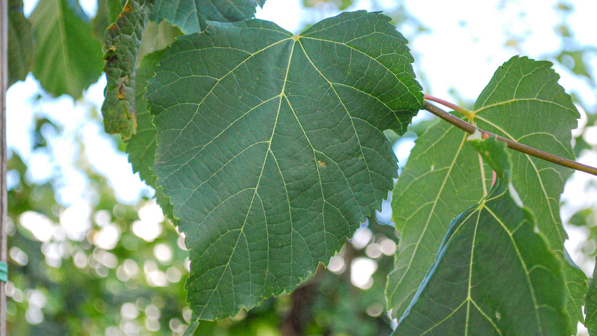 Tilia x flavescens 'Glenleven' leaves