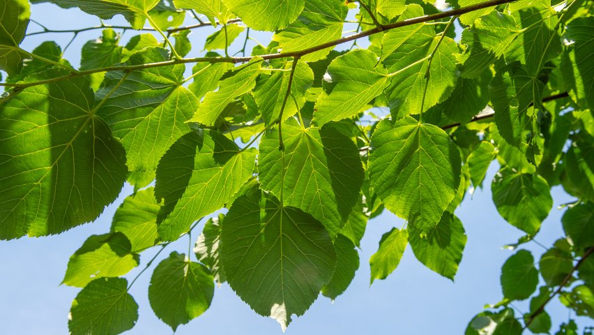 Tilia x flavescens 'Glenleven' leaves
