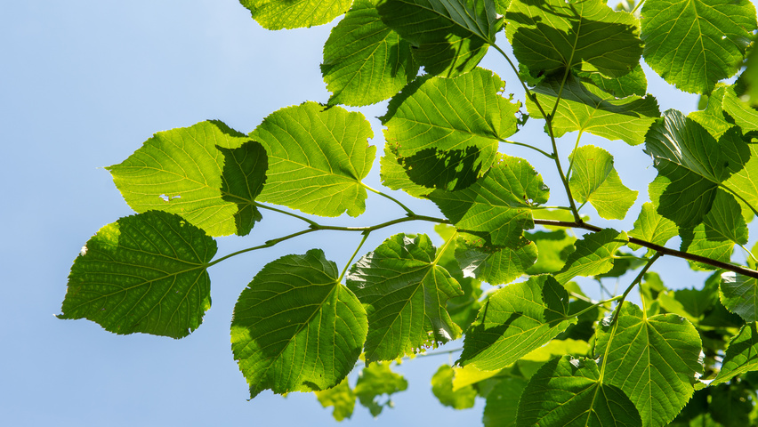 Tilia x flavescens 'Glenleven' leaves