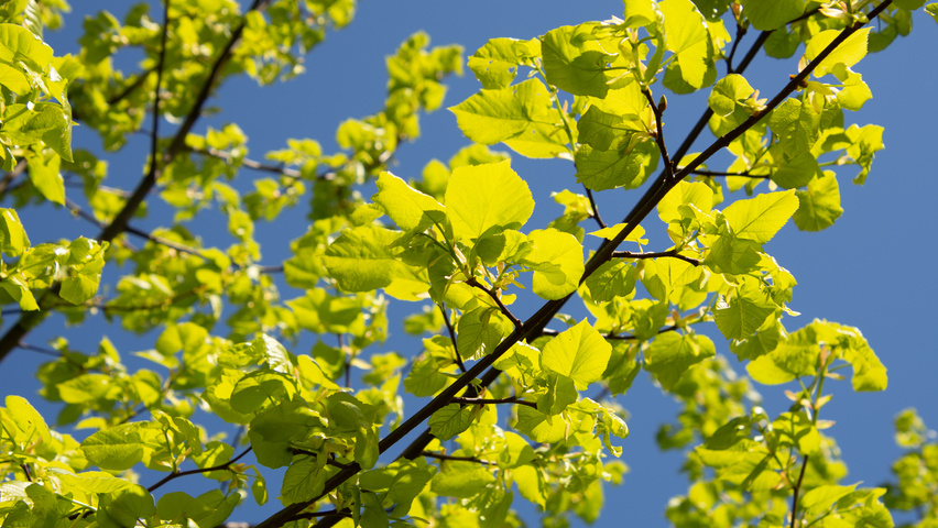 Tilia x flavescens 'Glenleven' leaves