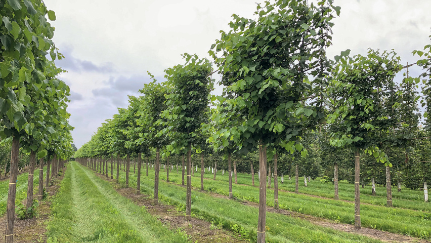Tilia x flavescens 'Glenleven' pleached