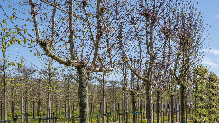 Tilia x flavescens 'Glenleven' espalier
