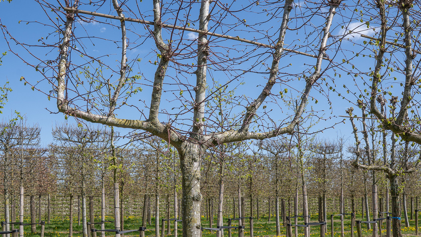 Tilia x flavescens 'Glenleven' espalier
