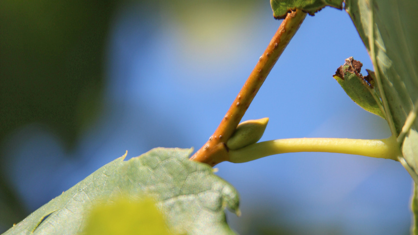 Tilia x flavescens 'Glenleven' twigs