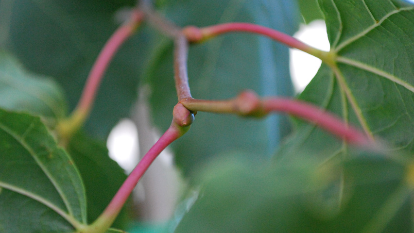 Tilia x flavescens 'Glenleven' twigs