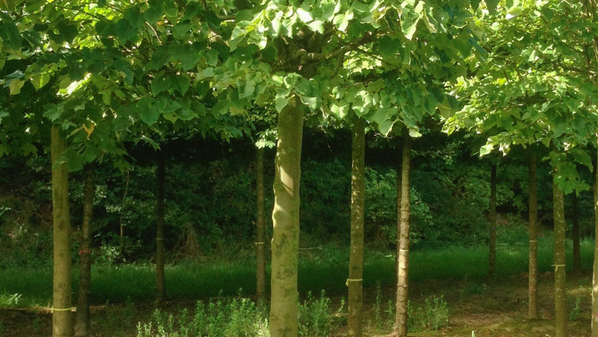 Tilia tomentosa 'Silver Globe' boule