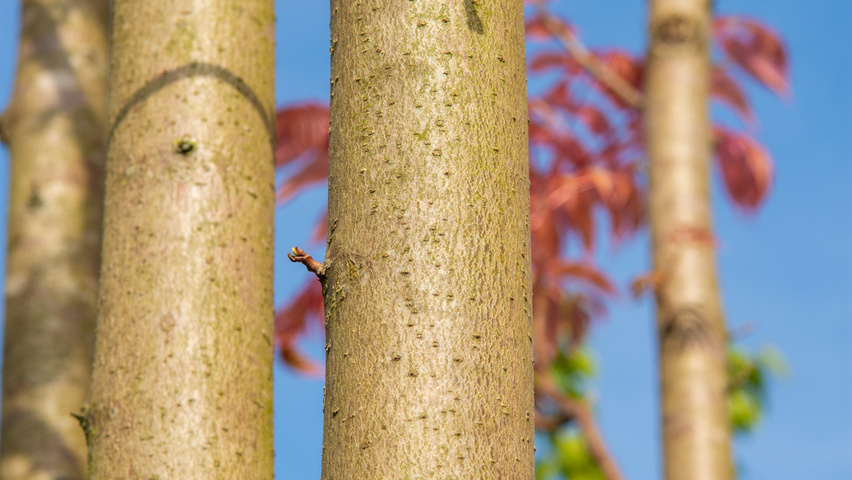 Toona sinensis 'Flamingo' bark