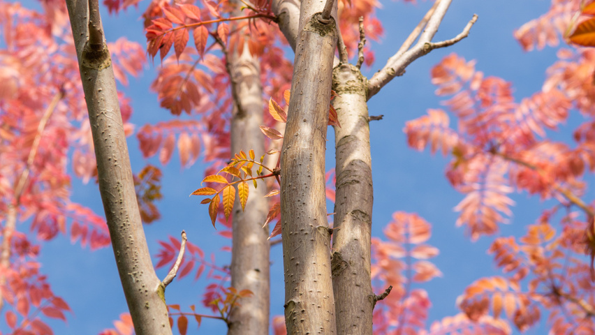 Toona sinensis 'Flamingo' bark