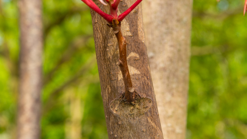 Toona sinensis 'Flamingo' bark