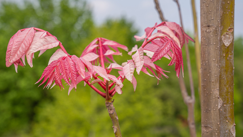 Toona sinensis 'Flamingo' leaves