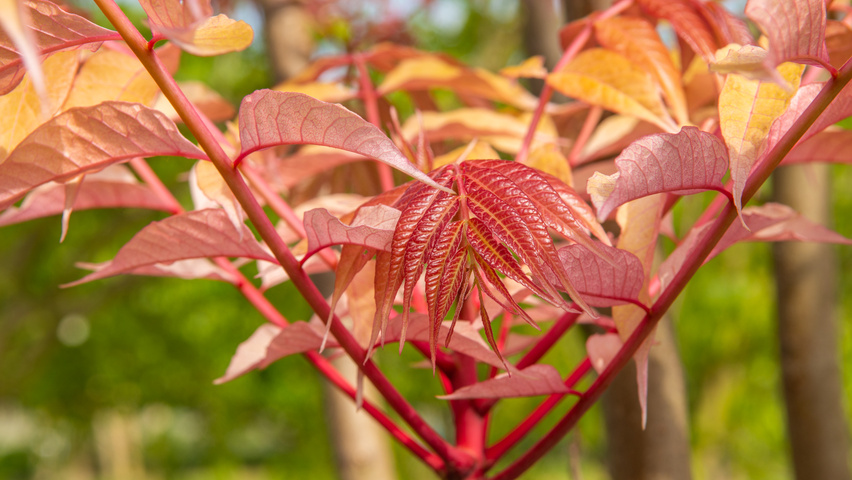 Toona sinensis 'Flamingo' leaves