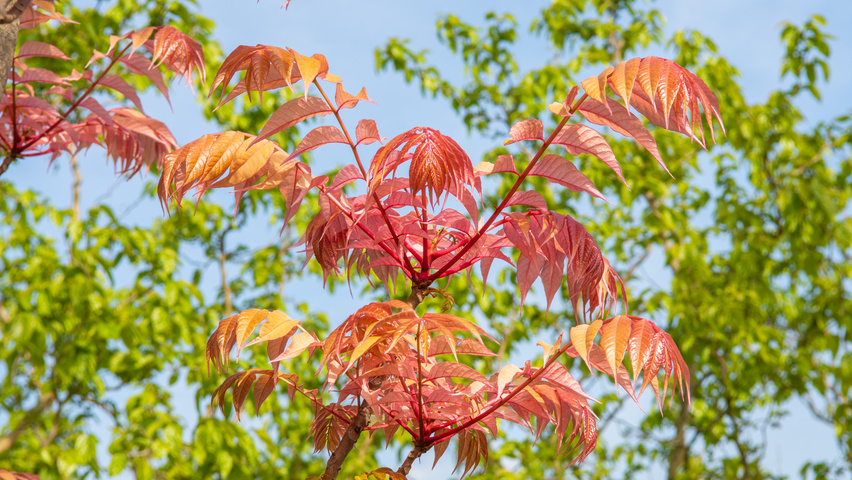 Toona sinensis 'Flamingo' leaves