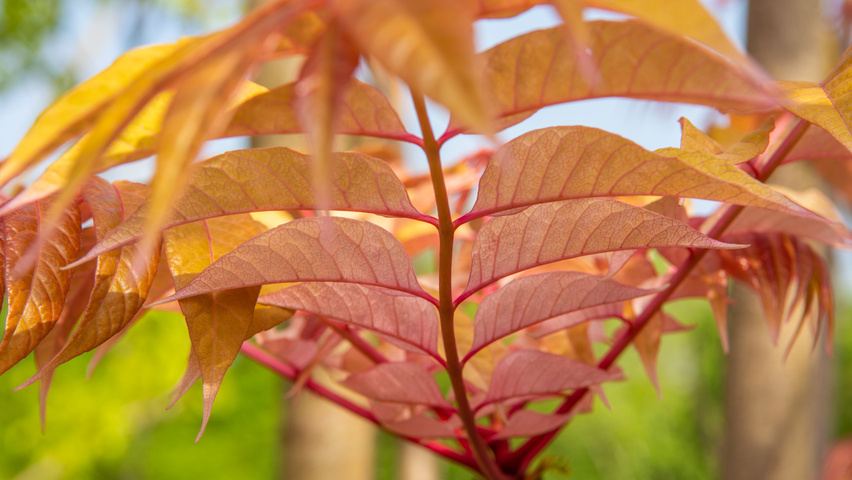 Toona sinensis 'Flamingo' leaves