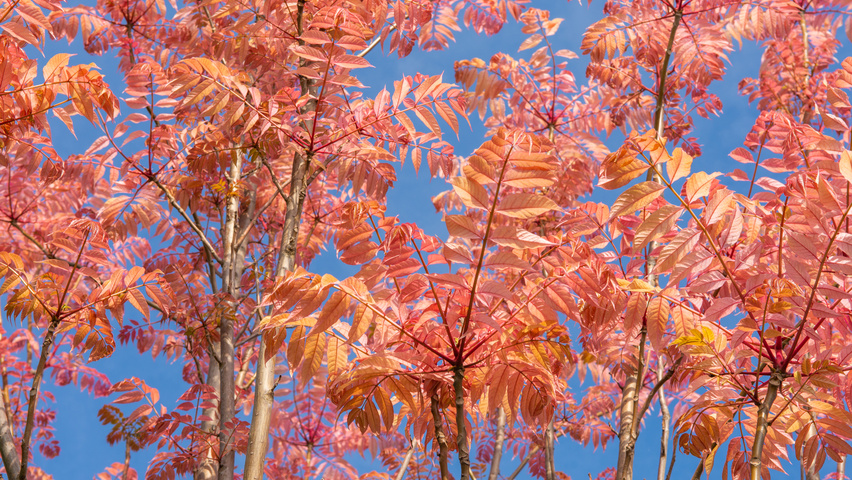Toona sinensis 'Flamingo' leaves