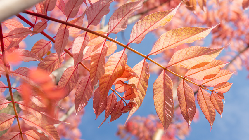 Toona sinensis 'Flamingo' leaves
