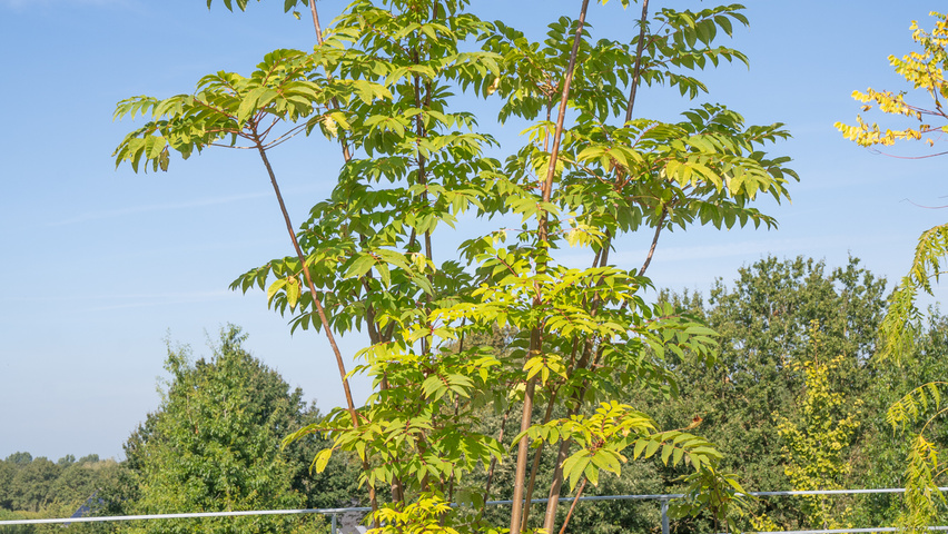 Toona sinensis 'Flamingo' multi-stem