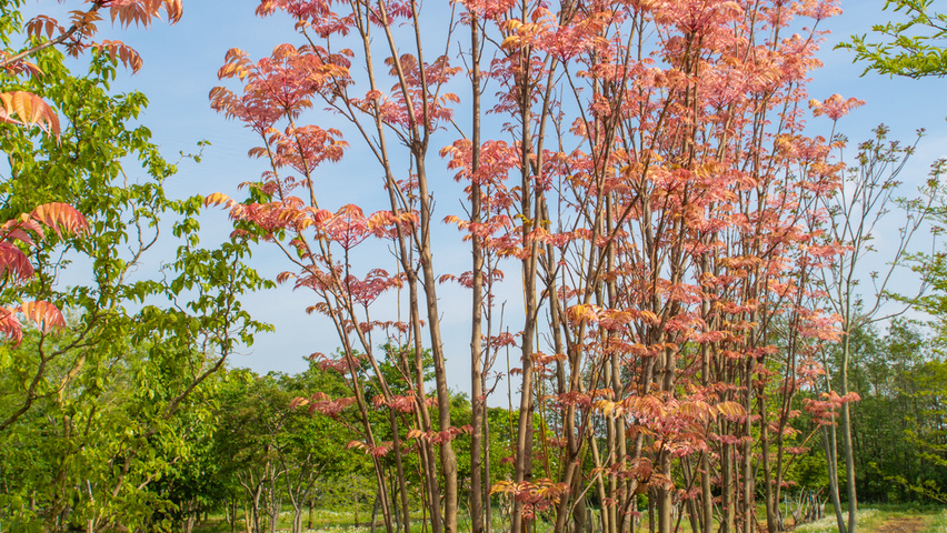 Toona sinensis 'Flamingo' multi-stem