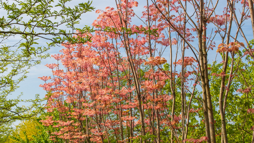 Toona sinensis 'Flamingo' multi-stem