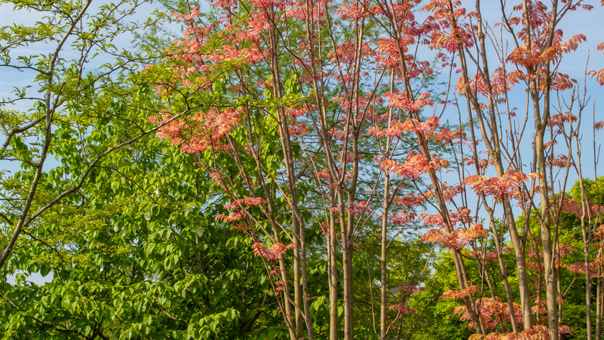 Toona sinensis 'Flamingo' multi-stem