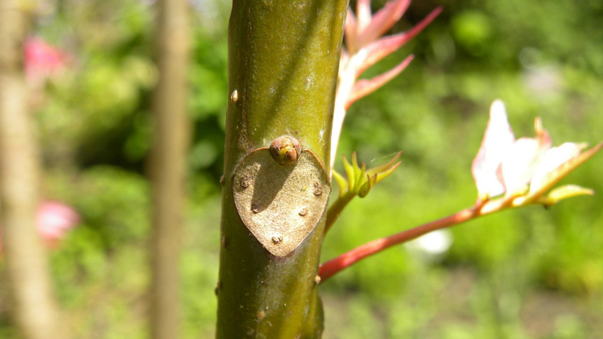Toona sinensis 'Flamingo' twigs