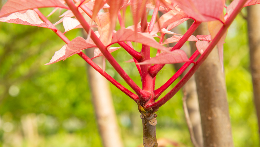 Toona sinensis 'Flamingo' twigs