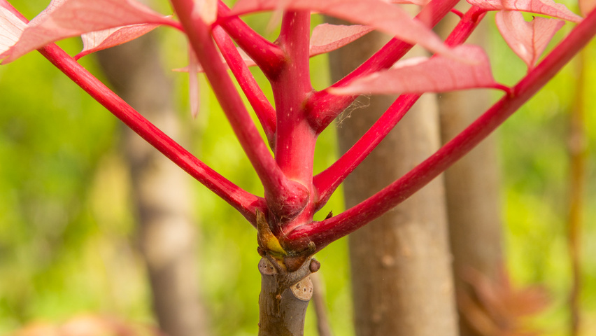 Toona sinensis 'Flamingo' twigs
