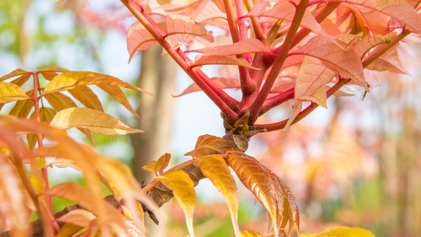 Toona sinensis 'Flamingo' twigs
