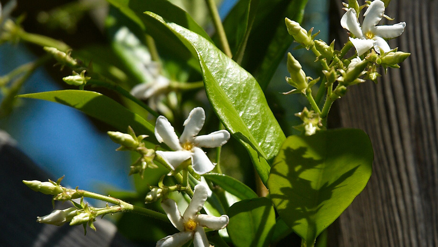 Trachelospermum jasminoides kwiaty