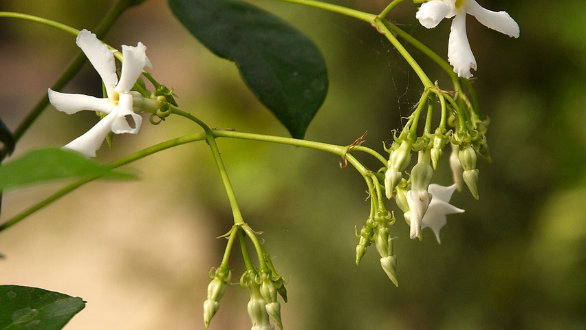 Trachelospermum jasminoides kwiaty