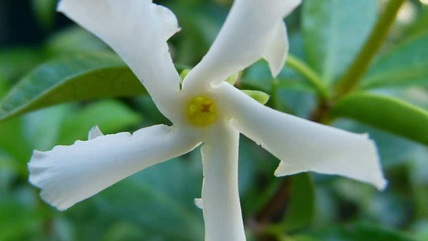 Trachelospermum jasminoides kwiaty