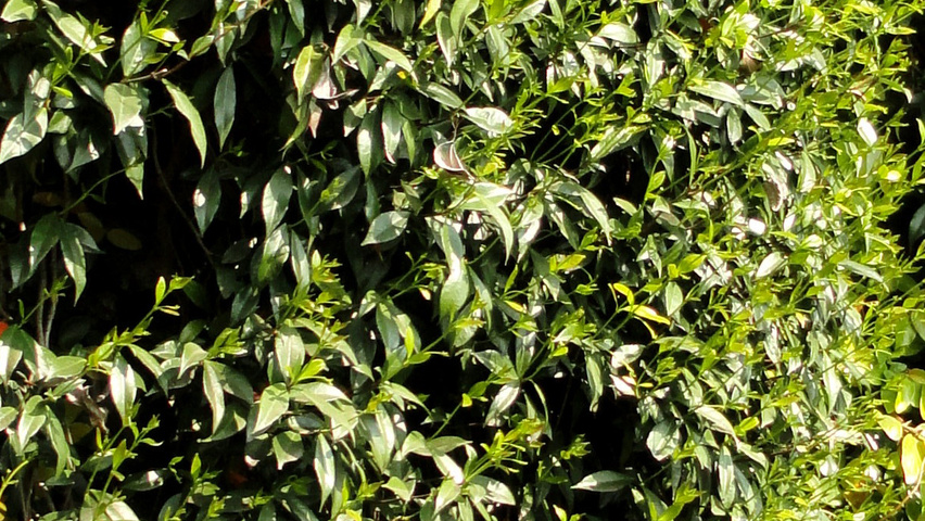 Trachelospermum jasminoides liście