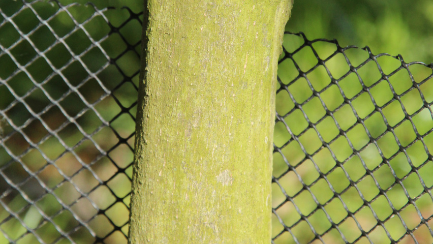 Trochodendron aralioides tronc