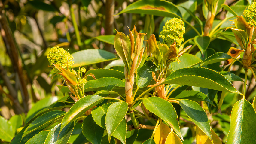 Trochodendron aralioides fleurs