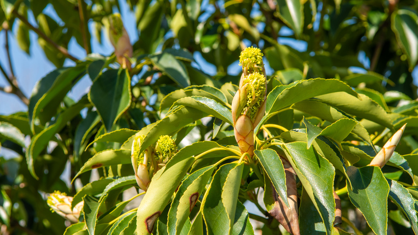 Trochodendron aralioides fleurs