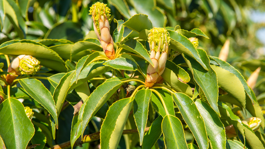 Trochodendron aralioides fleurs