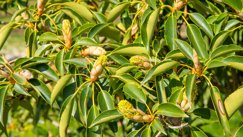 Trochodendron aralioides fleurs