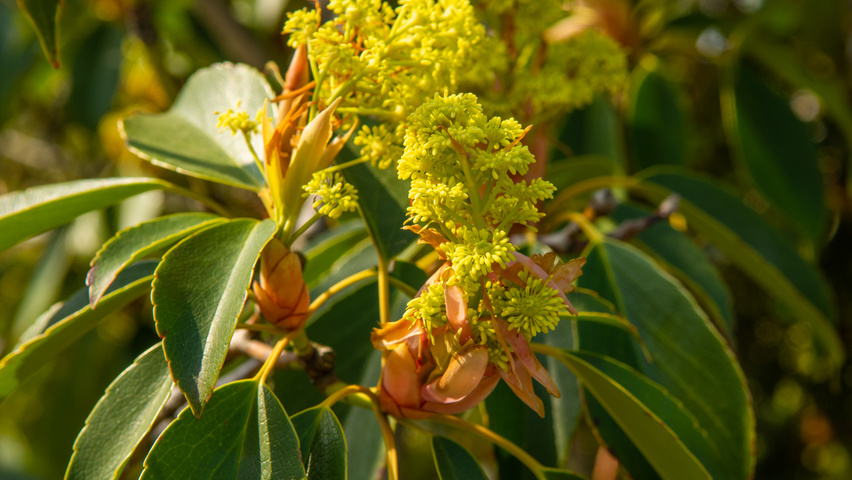 Trochodendron aralioides fleurs