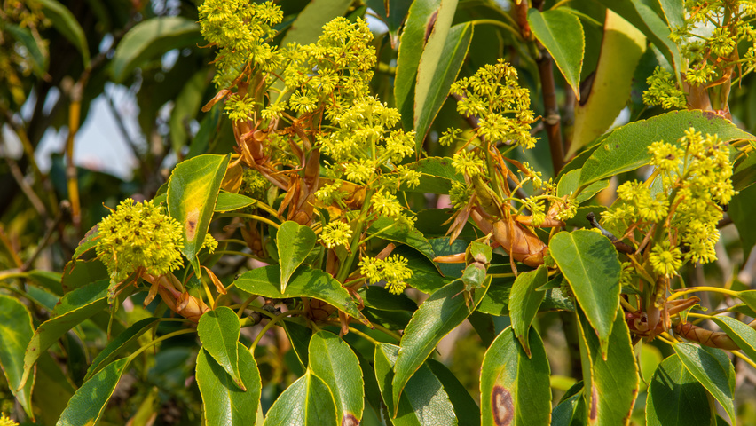 Trochodendron aralioides fleurs