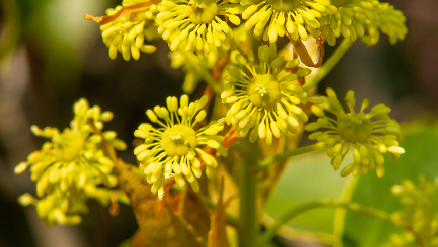 Trochodendron aralioides fleurs