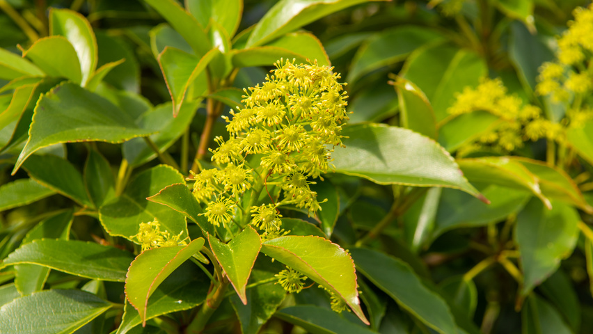 Trochodendron aralioides fleurs