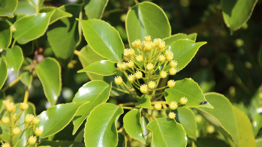 Trochodendron aralioides fruits