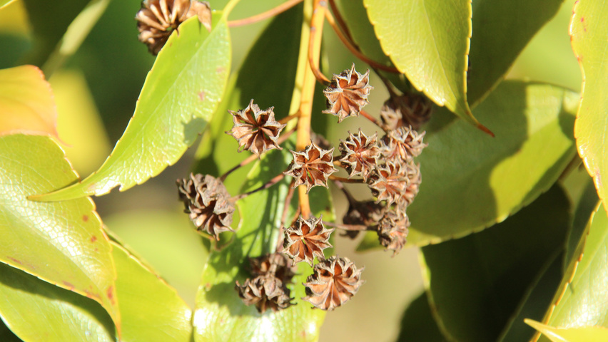 Trochodendron aralioides fruits