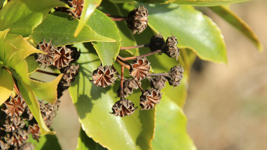 Trochodendron aralioides fruits