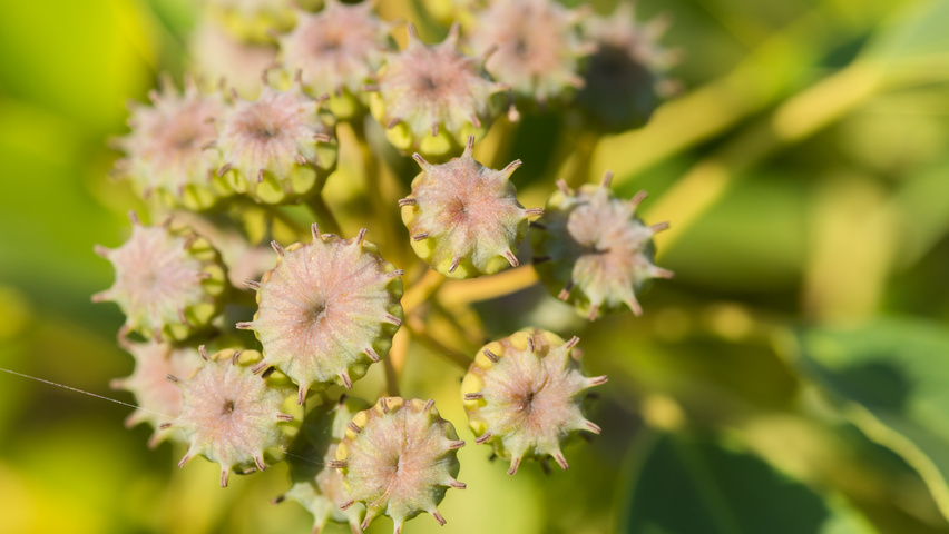 Trochodendron aralioides fruits
