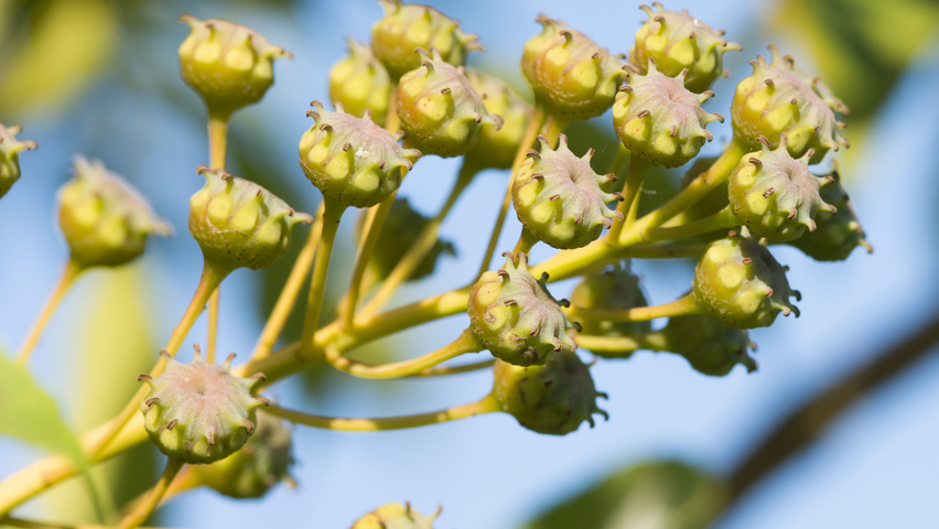 Trochodendron aralioides fruits