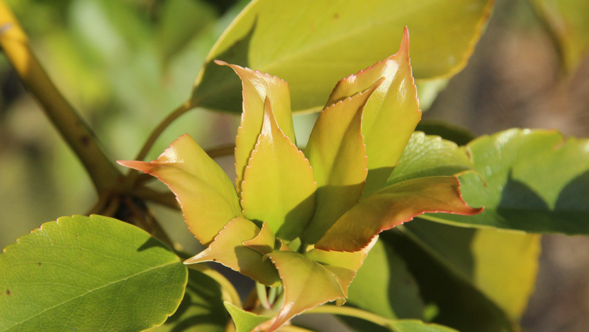 Trochodendron aralioides Feuilles