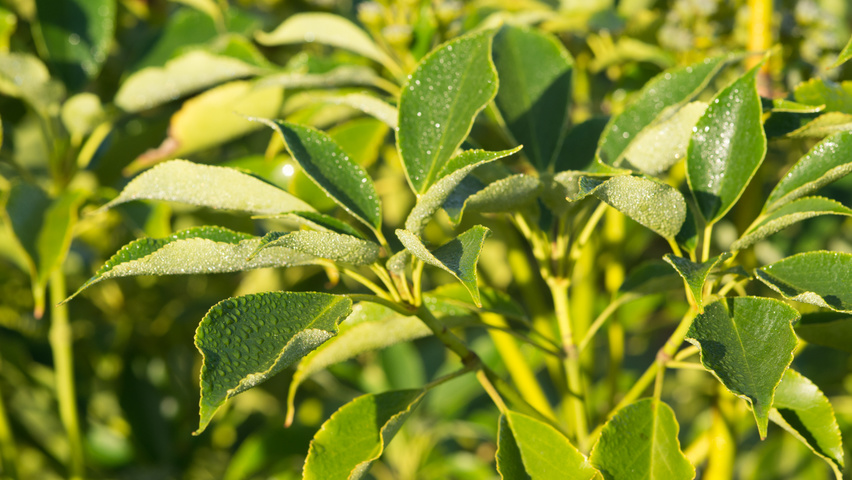 Trochodendron aralioides Feuilles