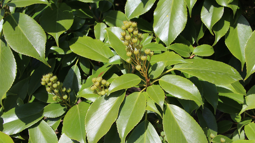 Trochodendron aralioides Feuilles