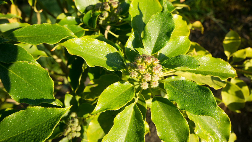 Trochodendron aralioides Feuilles
